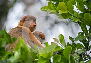 A female proboscis monkey (Nasalis larvatus) with a cub in a native habitat.