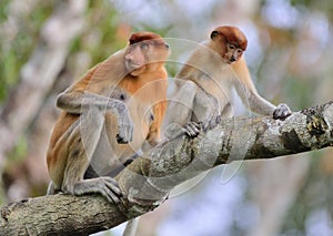 A female proboscis monkey Nasalis larvatus with a cub in a natura habitat.