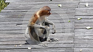 Female Proboscis monkey Nasalis larvatus eating on the feeding platform in Labuk Bay, Sabah, Borneo, Malaysia