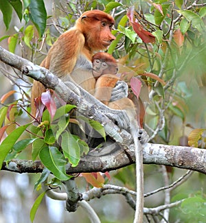 A female proboscis monkey Nasalis larvatus feeding a cub on th