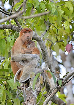 A female proboscis monkey Nasalis larvatus feeding a cub on the tree in a natural habitat.