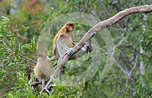 A female proboscis monkey Nasalis larvatus feeding a cub on the tree in a natural habitat.