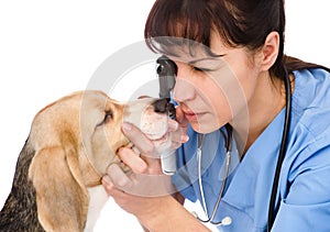 Female professional vet doctor examining pet dog eyes