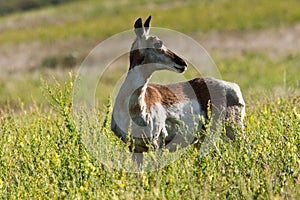 Female Pronghorn