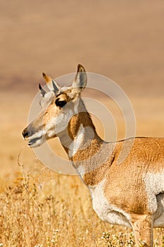 Female Pronghorn