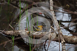 Female Prothonotary Warbler foraging in a dark swamp.