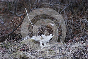 Female ptarmigan