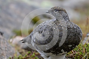Female ptarmigan Lagopus muta during late august amidst the scree in the cairngorms national parl, scotland.