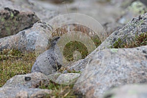 Female ptarmigan Lagopus muta during late august amidst the scree in the cairngorms national parl, scotland.