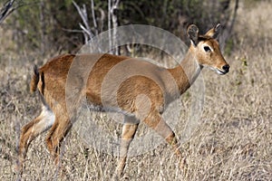 Female Puku Antelope (Kobus vardonii) - Botswana photo