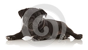 Female Puppy Pug