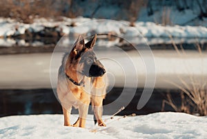 Female purebreed german shepherd puppy.