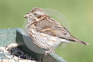 Female Purple Finch Carpodacus purpureus