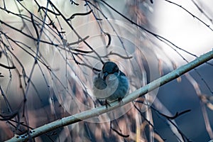 Female Purple Finch Carpodacus purpureus perched with a blue background