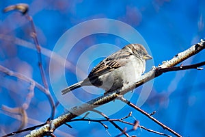 Female Purple Finch Carpodacus purpureus perched with a blue background