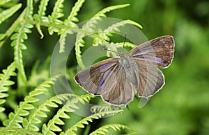A female Purple Hairstreak Butterfly Favonius quercus perched on a bracken leaf. photo