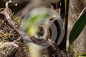 Female purple honeycreeper known as Cyanerpes caeruleus