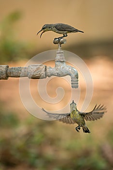 Female purple sunbirds on and below tap