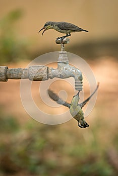 Female purple sunbirds on and underneath tap