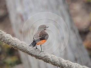 A female Pyrocephalus bird on a rope