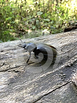 a female radish ready to fly