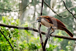 Female of the Raggiana Bird-of-Paradise