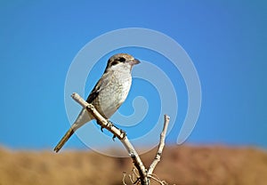 Female Red-backed Shrike Lanius collurio