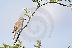 A female Red-backed shrike perched on a branch in Germany