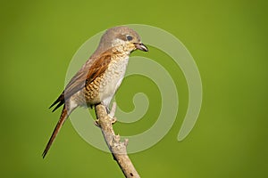 Female red-backed shrike sitting on branch with copy space