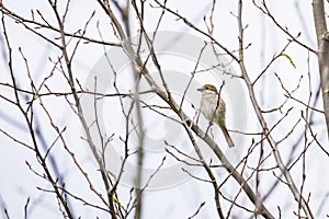 Female of Red-backed shrike sitting on tree in Czech republic