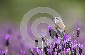 Female Red-backed Shrike on Spanish Lavender