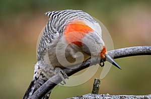 Female red-bellied woodpecker