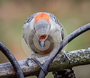 Female red-bellied woodpecker