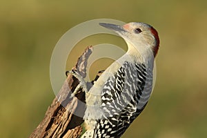 Female Red-bellied Woodpecker Melanerpes carolinus