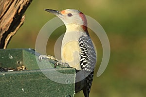 Female Red-bellied Woodpecker Melanerpes carolinus