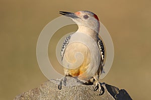 Female Red-bellied Woodpecker Melanerpes carolinus