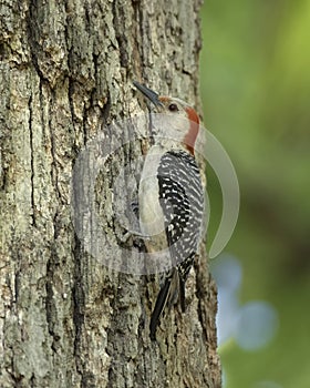 Female Red-bellied Woodpecker Melanerpes carolinus