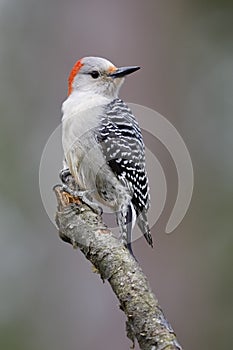 Female Red-bellied Woodpecker perched on a tree branch