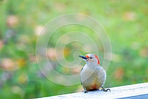 This female red-bellied woodpecker surprised me when she showed up. Luckily she kept coming back to the feeder so I could create