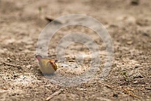 Female Red-billed Fire Finch