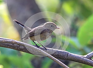 The female Red-breasted Flycatcher Ficedula parva on a branch