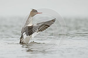 Female Red-breasted Merganser dryings its wings after bathing -