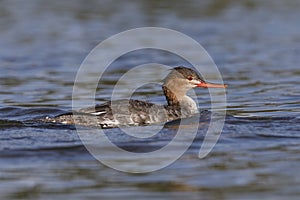 Female Red-breasted Merganser swimming in a Florida lagoon