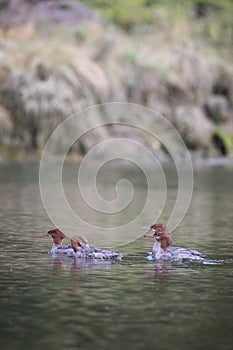 Female red-breasted Mergansers swimming in an inlet