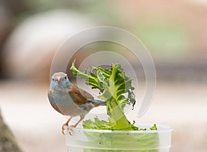 Female Red Cheeked Cordon Bleu bird Uraeginthus bengalus is a tiny bird