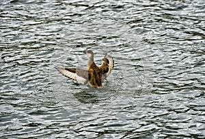 Female Red-crested Pochard