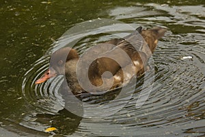 Female red-crested pochard (Netta rufina).