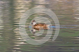 Female red-crested pochard Netta rufina swimming