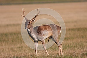 Female red Deer