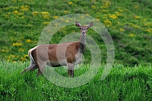 The female red deer